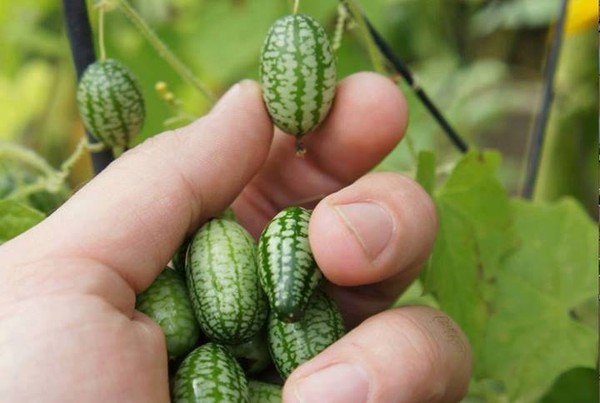 Cách trồng dưa hấu tí hon tại nhà cực đơn giản