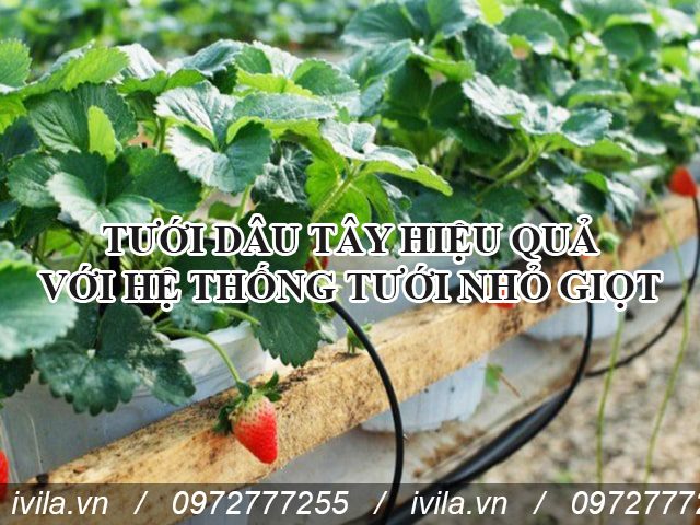 TƯỚI DÂU TÂY HIỆU QUẢ BẰNG HỆ THỐNG TƯỚI NHỎ GIỌT