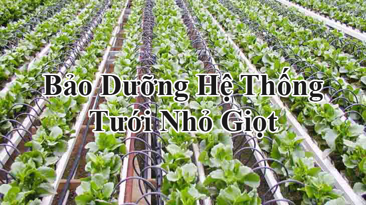 Vì sao cần bảo dưỡng hệ thống tưới nhỏ giọt ?