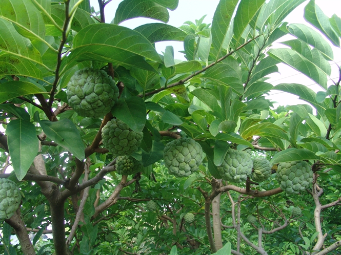 Ứng dụng phương pháp tưới nhỏ giọt trong trồng na