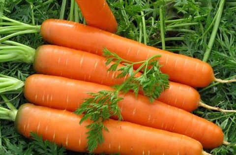 Trồng cà rốt tại nhà đơn giản củ to