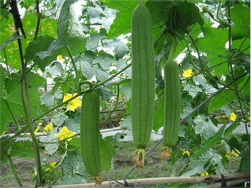 Cực đơn giản với trồng mướp trong thùng xốp ngay tại nhà