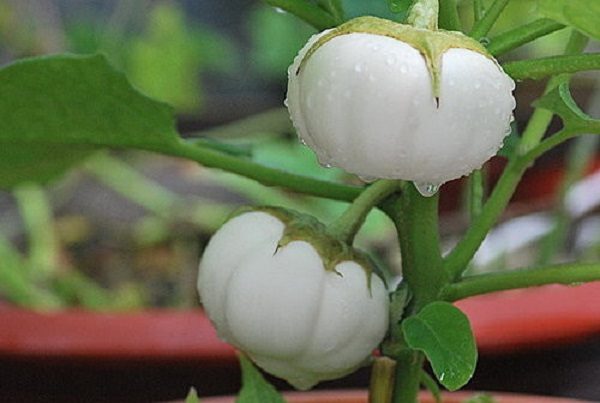 Cách trồng cà pháo trong thùng xốp sai quả