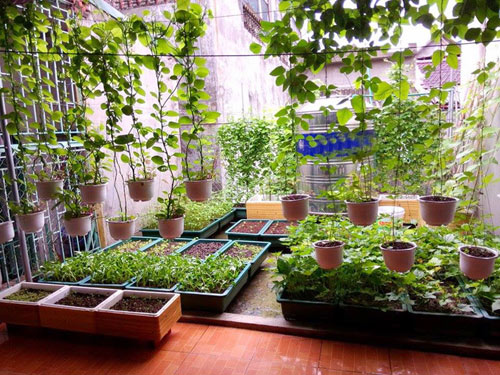 Cách trồng rau trên sân thượng xanh mướt cực đơn giản
