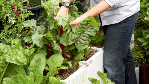 cách trồng rau tại nhà 