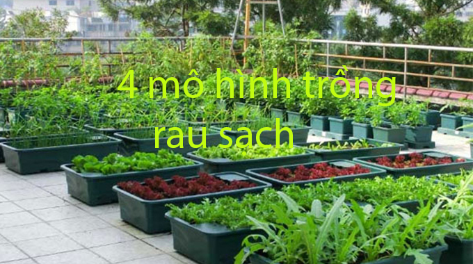 Giới thiệu 4 mô hình trồng rau sạch tại nhà