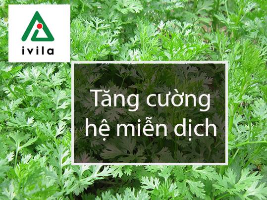 trong-rau-mui-tai-nha