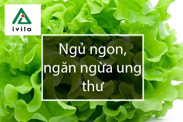 trong-xa-lach-tai-nha