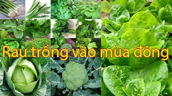 Những loại rau củ dễ trồng tại nhà vào mùa đông