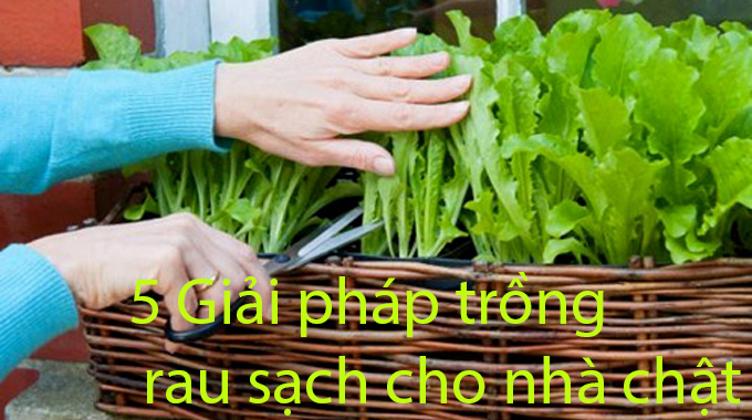 5 giải pháp trồng rau sạch cho nhà chật