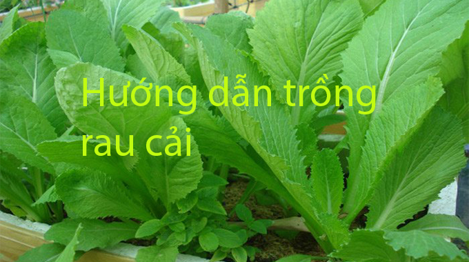 Kỹ thuật trồng rau cải xanh  tại nhà