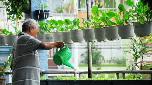 cách trồng cây thùng xốp đơn giản