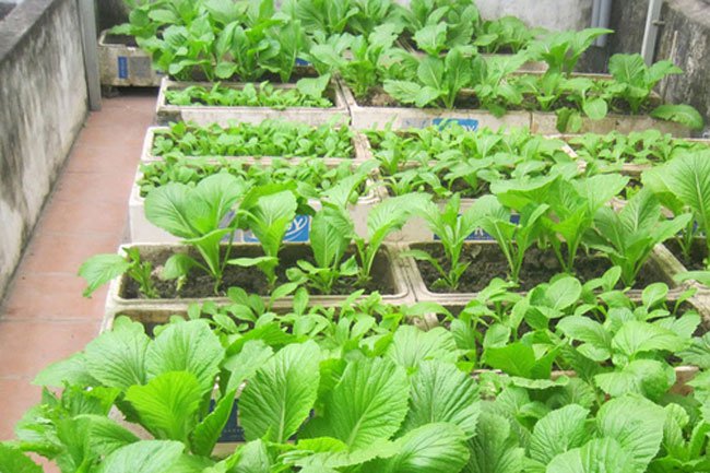 cách trồng rau trong thùng xốp đơn giản