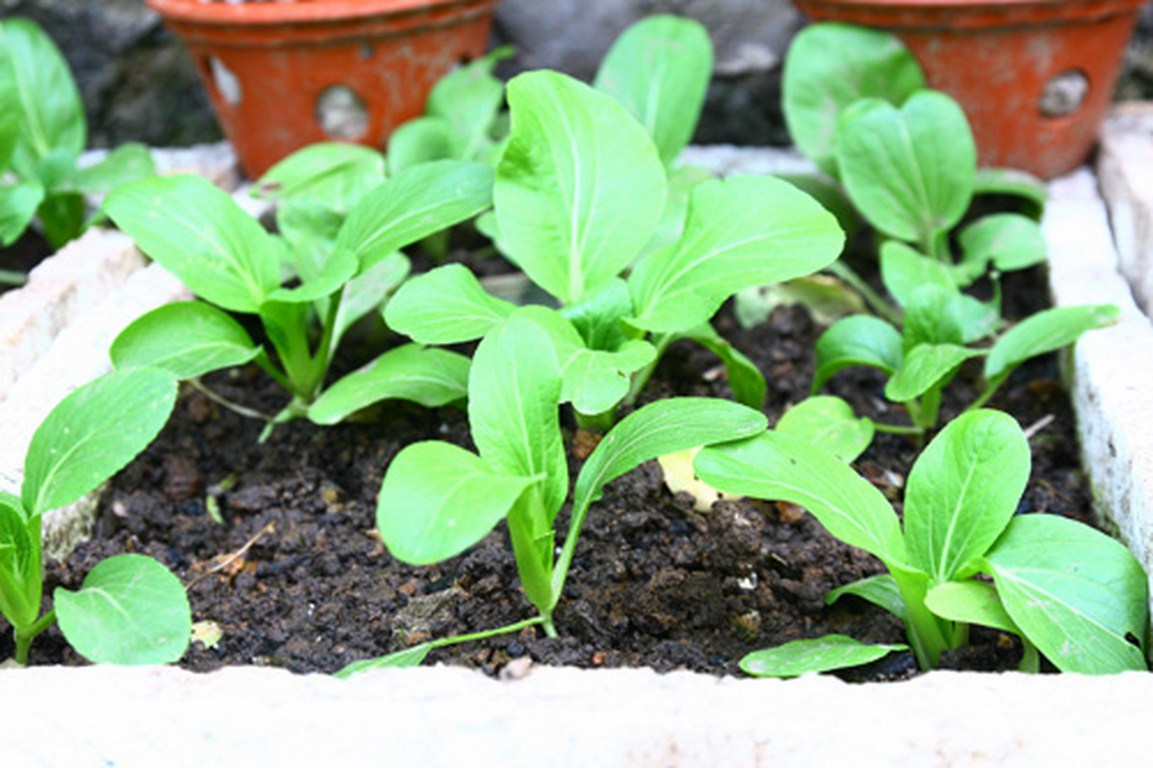 Cách trồng rau cải ngọt tại nhà bằng thùng xốp | Thiết Kế Thi Công Cảnh  Quan, Sân Vườn, Giải Pháp Không Gian Xanh
