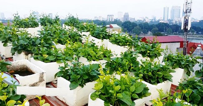 cách trồng rau thùng xốp