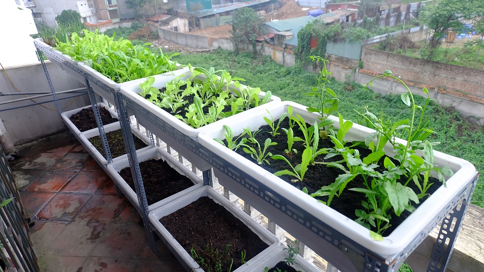 Vườn rau sạch nhà chị Hà - Xuân Diệu