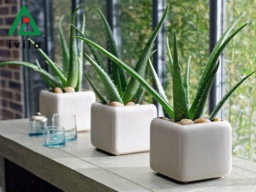 Hướng dẫn cách trồng cây nha đam tại nhà