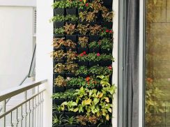 Tổng hợp các mẫu vườn đứng, vườn tường ban công đẹp IVILA Garden