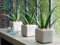 Hướng dẫn cách trồng cây nha đam tại nhà